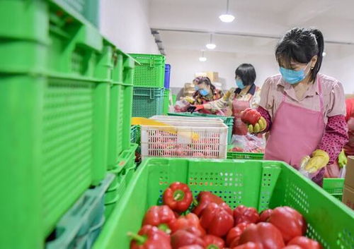 惠安 守護菜籃子，保障食用農產品批發安全