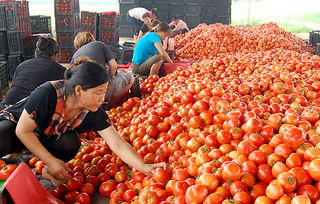 蔬菜價格持續(xù)走低 商務部監(jiān)測顯示食用農產品批發(fā)價連降三周