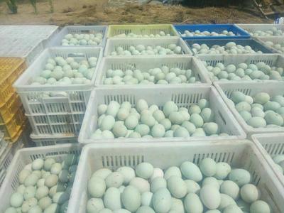 青殼紅心鮮鴨蛋 優(yōu)質食用農產品的批發(fā)之選